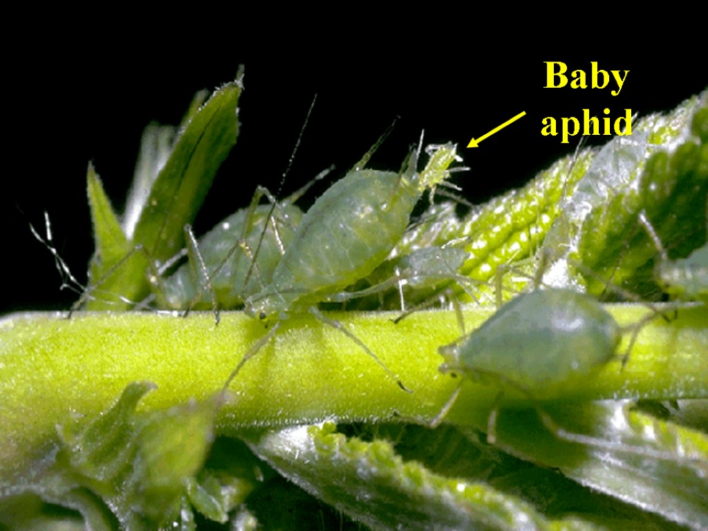 Baby aphid